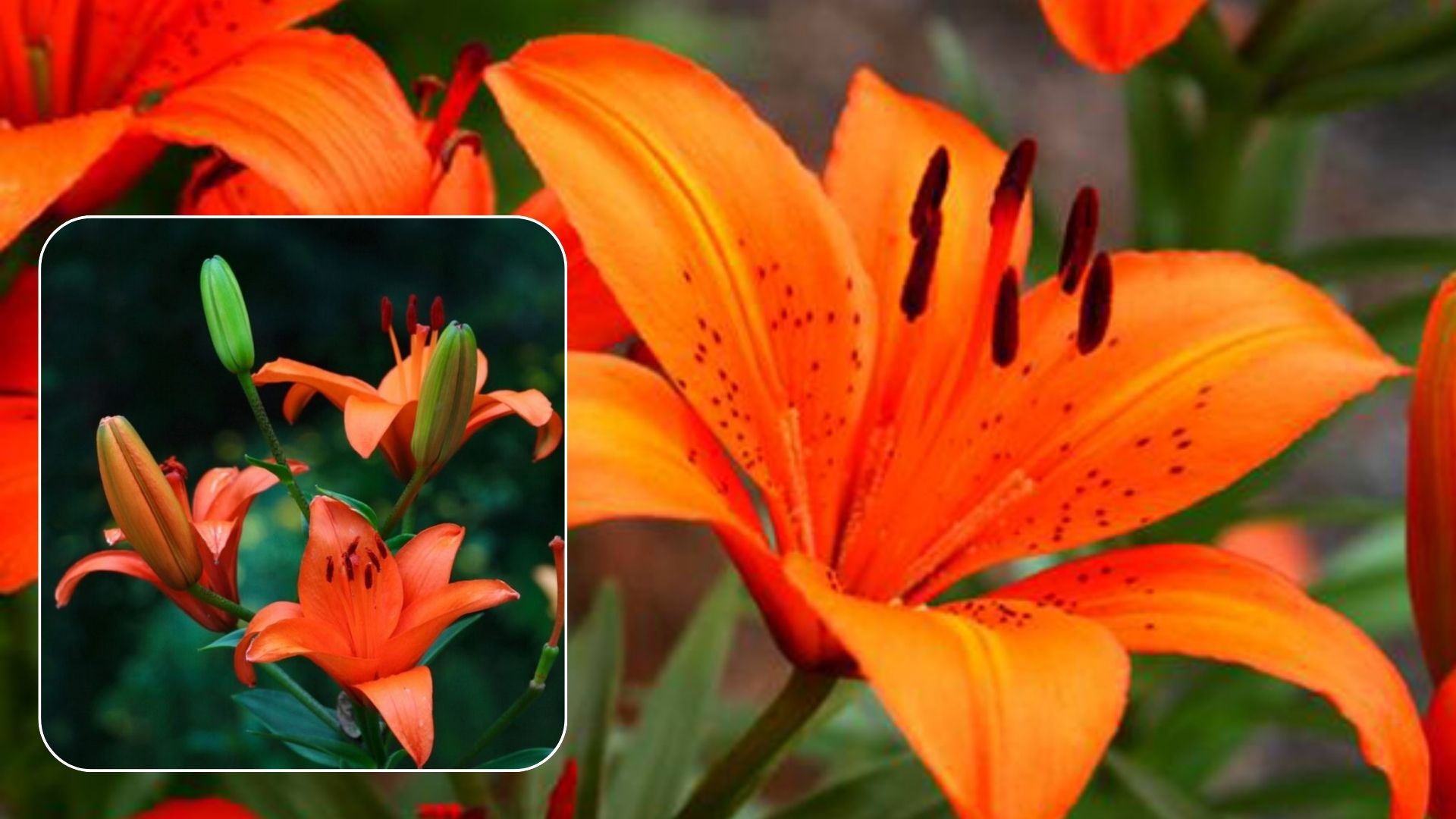 Đặc Điểm Của Hoa Bách Hợp